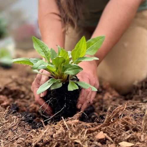 The programs featured image