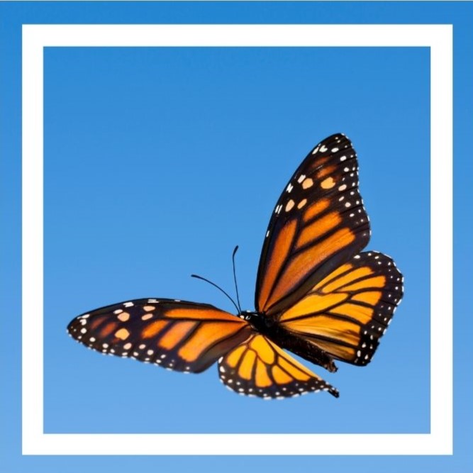 The programs featured image