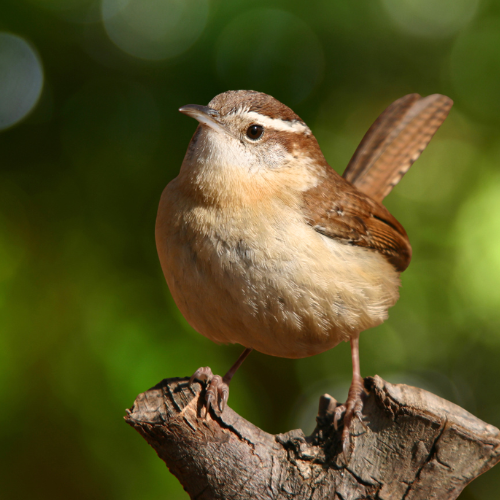 The programs featured image